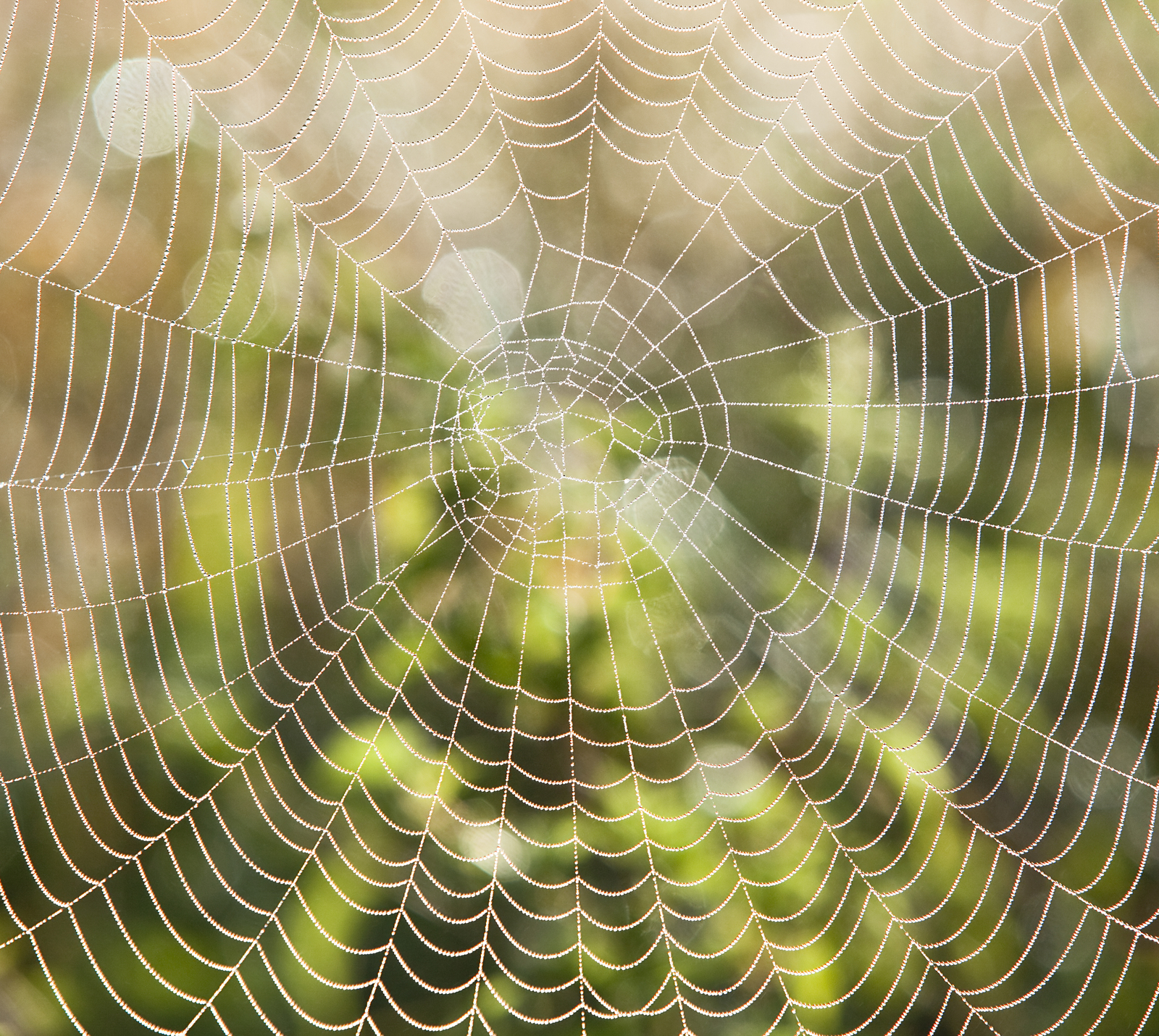 14858972_spider-web